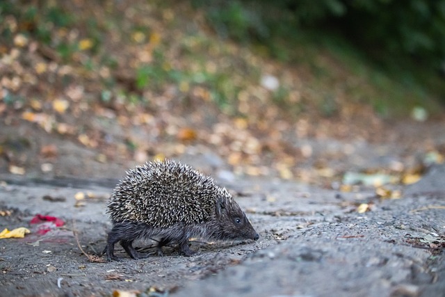 这粒绝杀三 这粒绝杀三